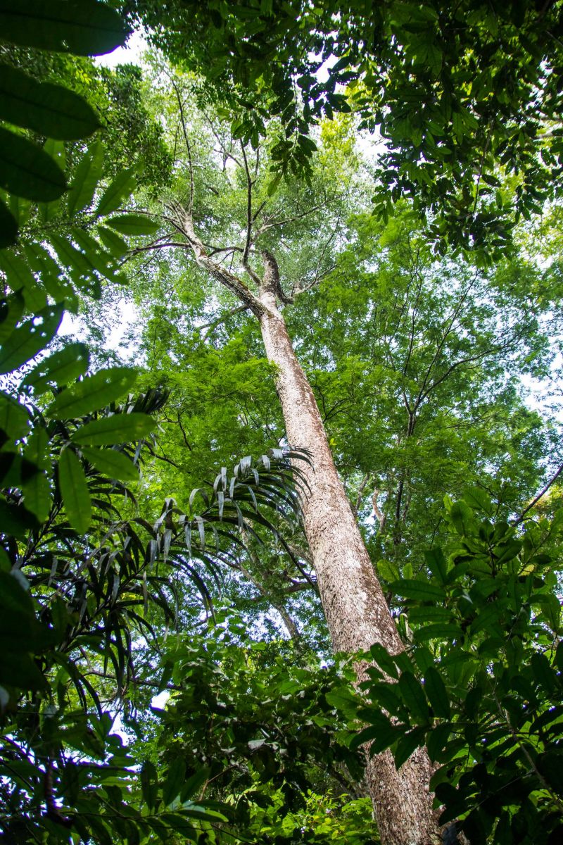  <div class='credito_fotos'>Foto: Pedro Guerreiro / Ag. Pará   |   <a href='/midias/2019/originais/5747_5ed19ac5-60ab-87e4-295e-2edcf744af21.jpg' download><i class='fa-solid fa-download'></i> Download</a></div>