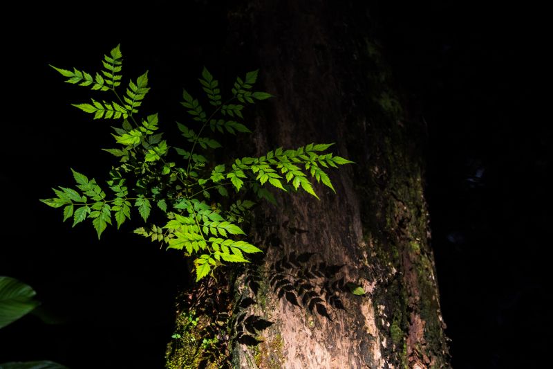  <div class='credito_fotos'>Foto: Pedro Guerreiro / Ag. Pará   |   <a href='/midias/2019/originais/5747_62392d31-bb37-163e-0118-a59233ce8c02.jpg' download><i class='fa-solid fa-download'></i> Download</a></div>