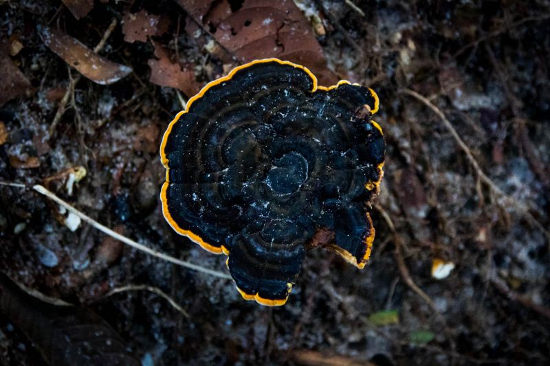  <div class='credito_fotos'>Foto: Pedro Guerreiro / Ag. Pará   |   <a href='/midias/2019/originais/5747_70821dc9-7107-c8e4-efc1-03e4b2c50ec0.jpg' download><i class='fa-solid fa-download'></i> Download</a></div>