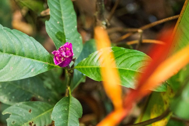  <div class='credito_fotos'>Foto: Pedro Guerreiro / Ag. Pará   |   <a href='/midias/2019/originais/5747_9498a7dd-19ff-74b9-219a-8bc481391a21.jpg' download><i class='fa-solid fa-download'></i> Download</a></div>