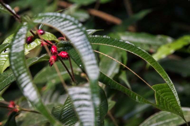  <div class='credito_fotos'>Foto: Pedro Guerreiro / Ag. Pará   |   <a href='/midias/2019/originais/5747_bee96e8b-6c1d-c913-c728-a3b16e80b9bd.jpg' download><i class='fa-solid fa-download'></i> Download</a></div>