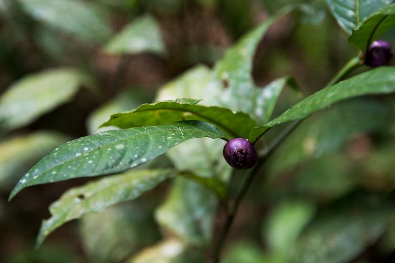  <div class='credito_fotos'>Foto: Pedro Guerreiro / Ag. Pará   |   <a href='/midias/2019/originais/5747_c4bf1276-241c-c81c-ca58-6b779d7a8bae.jpg' download><i class='fa-solid fa-download'></i> Download</a></div>