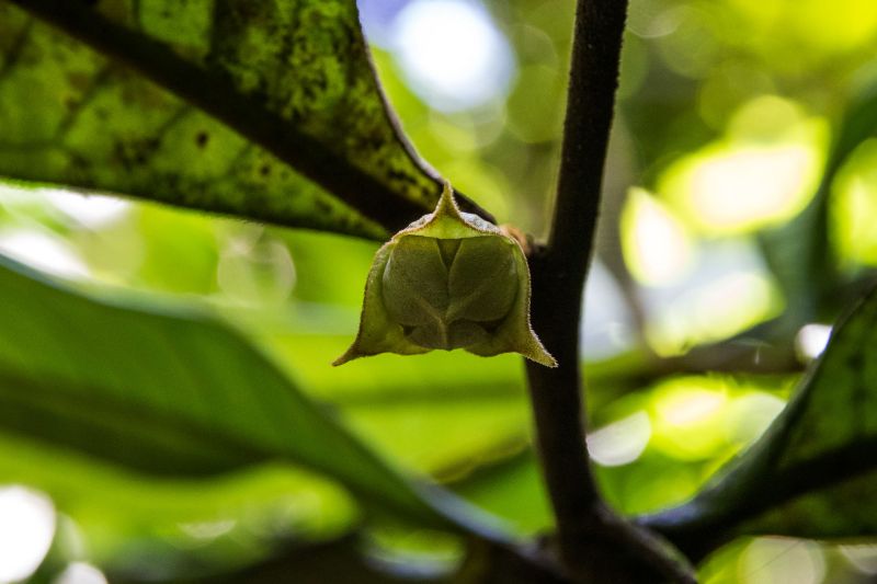  <div class='credito_fotos'>Foto: Pedro Guerreiro / Ag. Pará   |   <a href='/midias/2019/originais/5747_c9f1b812-8095-29bc-3e3e-10573c496faa.jpg' download><i class='fa-solid fa-download'></i> Download</a></div>
