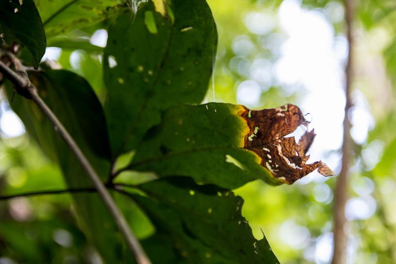  <div class='credito_fotos'>Foto: Pedro Guerreiro / Ag. Pará   |   <a href='/midias/2019/originais/5747_eecf23a3-7c10-46f5-88a1-45475c6af311.jpg' download><i class='fa-solid fa-download'></i> Download</a></div>