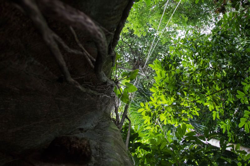  <div class='credito_fotos'>Foto: Pedro Guerreiro / Ag. Pará   |   <a href='/midias/2019/originais/5747_f8c2b055-3584-14c6-f907-30401f6582e3.jpg' download><i class='fa-solid fa-download'></i> Download</a></div>