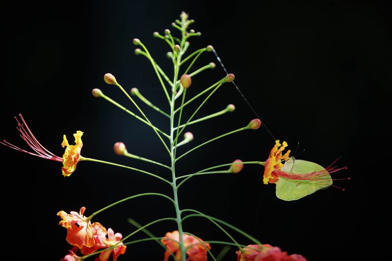 Quando a autônoma Tainara Paula, residente em Bragança (nordeste do estado), aceitou o convite dos sogros para um passeio no parque zoobotânico Mangal das Garças, na capital paraense, não imaginou a experiência que teria.  <div class='credito_fotos'>Foto: Bruno Cecim / Ag.Pará   |   <a href='/midias/2019/originais/5774_5f8f1dd5-e39f-9079-fe67-c1dd7f066816.jpg' download><i class='fa-solid fa-download'></i> Download</a></div>