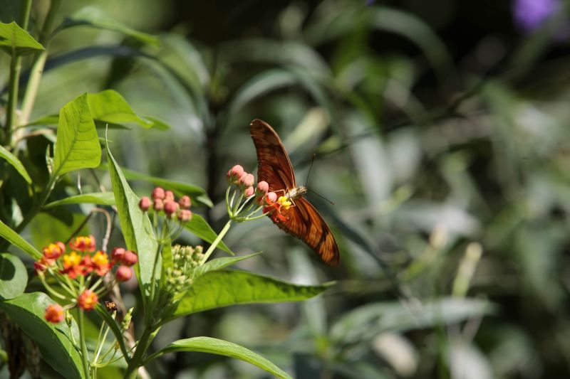 Quando a autônoma Tainara Paula, residente em Bragança (nordeste do estado), aceitou o convite dos sogros para um passeio no parque zoobotânico Mangal das Garças, na capital paraense, não imaginou a experiência que teria.  <div class='credito_fotos'>Foto: Bruno Cecim / Ag.Pará   |   <a href='/midias/2019/originais/5774_63c13018-1651-1729-5200-f97db7cd6bcf.jpg' download><i class='fa-solid fa-download'></i> Download</a></div>