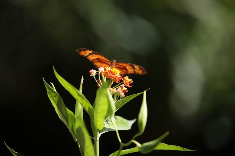Quando a autônoma Tainara Paula, residente em Bragança (nordeste do estado), aceitou o convite dos sogros para um passeio no parque zoobotânico Mangal das Garças, na capital paraense, não imaginou a experiência que teria.  <div class='credito_fotos'>Foto: Bruno Cecim / Ag.Pará   |   <a href='/midias/2019/originais/5774_6c747f8a-e927-3084-f55f-82377db10a44.jpg' download><i class='fa-solid fa-download'></i> Download</a></div>