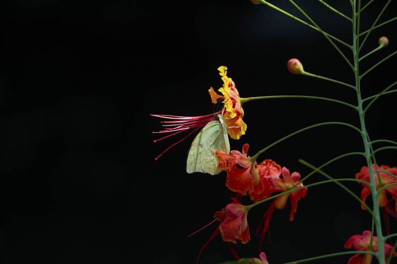 Quando a autônoma Tainara Paula, residente em Bragança (nordeste do estado), aceitou o convite dos sogros para um passeio no parque zoobotânico Mangal das Garças, na capital paraense, não imaginou a experiência que teria.  <div class='credito_fotos'>Foto: Bruno Cecim / Ag.Pará   |   <a href='/midias/2019/originais/5774_9d1c2cda-16f5-4d92-eb45-ed269a92fc1f.jpg' download><i class='fa-solid fa-download'></i> Download</a></div>