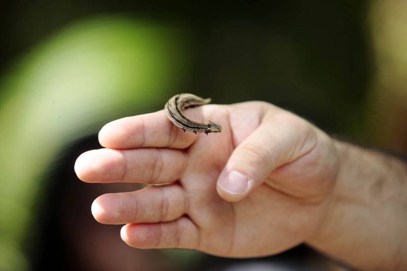 Quando a autônoma Tainara Paula, residente em Bragança (nordeste do estado), aceitou o convite dos sogros para um passeio no parque zoobotânico Mangal das Garças, na capital paraense, não imaginou a experiência que teria.  <div class='credito_fotos'>Foto: Bruno Cecim / Ag.Pará   |   <a href='/midias/2019/originais/5774_b113e1fd-76ad-aba3-3754-bcda3c0770ba.jpg' download><i class='fa-solid fa-download'></i> Download</a></div>