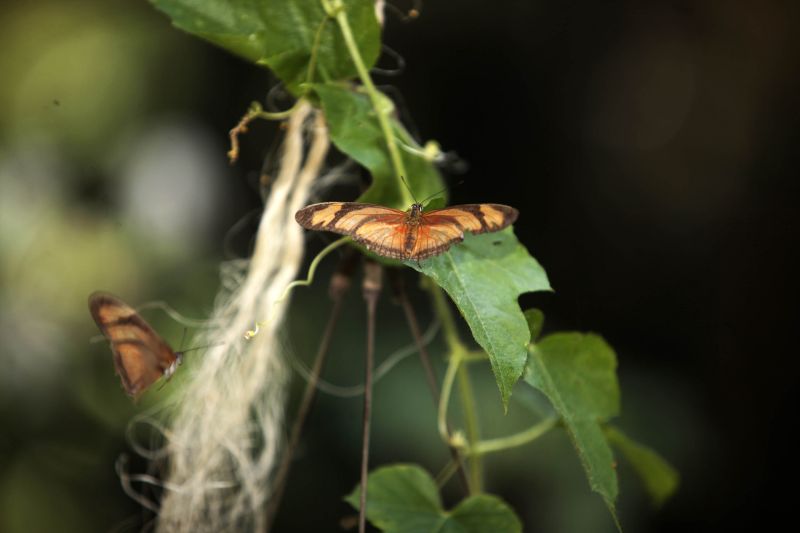 Quando a autônoma Tainara Paula, residente em Bragança (nordeste do estado), aceitou o convite dos sogros para um passeio no parque zoobotânico Mangal das Garças, na capital paraense, não imaginou a experiência que teria.  <div class='credito_fotos'>Foto: Bruno Cecim / Ag.Pará   |   <a href='/midias/2019/originais/5774_b7b6644c-60b2-f02f-b50e-aa0433e490cf.jpg' download><i class='fa-solid fa-download'></i> Download</a></div>