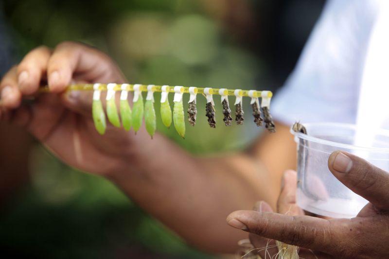 Quando a autônoma Tainara Paula, residente em Bragança (nordeste do estado), aceitou o convite dos sogros para um passeio no parque zoobotânico Mangal das Garças, na capital paraense, não imaginou a experiência que teria.  <div class='credito_fotos'>Foto: Bruno Cecim / Ag.Pará   |   <a href='/midias/2019/originais/5774_b972d8a7-4938-aa60-9554-3def2f2e94d0.jpg' download><i class='fa-solid fa-download'></i> Download</a></div>