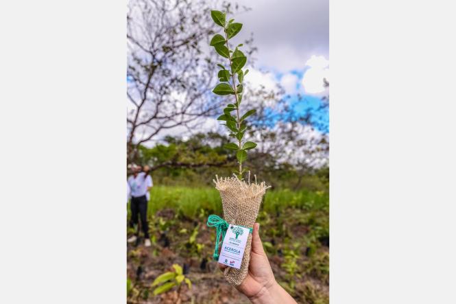 Trezentas e cinquenta mudas de árvores foram plantadas, na manhã desta sexta-feira (29), no Parque Estadual do Utinga, durante mais uma atividade da programação da Semana da Festa Anual das Árvores, iniciada no último dia 25. O evento é promovido pelo Instituto de Desenvolvimento Florestal e da Biodiversidade do Estado do Pará (Ideflor-BIO) e conta também com palestras e trilhas ecológicas voltadas à educação e conscientização ambiental.

FOTO: MAYCON NUNES / AGÊNCIA PARÁ
DATA: 29.03.2019
BELÉM - PA <div class='credito_fotos'>Foto: Maycon Nunes / Ag. Pará   |   <a href='/midias/2019/originais/5da23e12-9aa2-4996-bb12-f29de786cff8.jpg' download><i class='fa-solid fa-download'></i> Download</a></div>