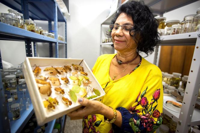 Prof. Ana Lúcia Gutjahr com Insetos da ordem Ortoptera pertencentes ao Museu Nacional e atualmente na coleção Zoológica da Universidade do Estado do Pará (Uepa) através de empréstimo. As peças foram solicitadas pela Universidade para pesquisas de mestrado e doutorado há três anos.





FOTO: NAILANA THIELY

DATA: 17.09.18

BELÉM-PARÁ <div class='credito_fotos'>Foto: Nailana Thiely / Ascom Uepa   |   <a href='/midias/2019/originais/757c5f32-bf70-48ca-97b8-0e78199683f1.jpg' download><i class='fa-solid fa-download'></i> Download</a></div>