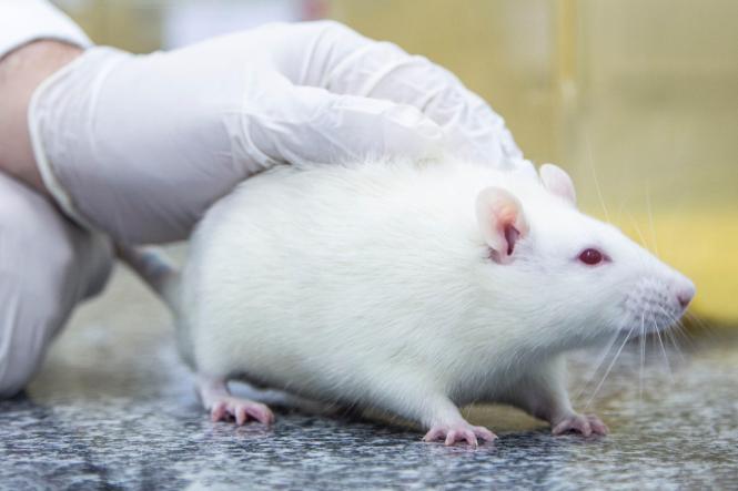 Biotério do Centro de Ciências Biológicas e da Saúde (CCBS), CAMPUS II da Universidade do Estado do Pará (Uepa).

FOTO: NAILANA THIELY
DATA: 12.04.19
BELÉM-PARÁ <div class='credito_fotos'>Foto: Nailana Thiely / Ascom Uepa   |   <a href='/midias/2019/originais/771a417f-fcdd-4098-8cf2-35386e3e6ded.jpg' download><i class='fa-solid fa-download'></i> Download</a></div>