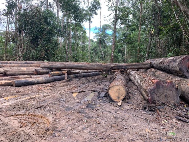 Uma operação de combate ao desmatamento ilegal e à exploração ilegal de madeira resultou na apreensão de 70 m³ de madeira explorada ilegalmente. As ações de fiscalização contaram com o apoio do Batalhão de Polícia Ambiental (BPA) e foram realizadas durante todo o mês de abril pela Secretaria de Meio Ambiente e Sustentabilidade (Semas), nos municípios de Ipixuna do Pará, Paragominas e Tomé-Açu, no nordeste paraense.

FOTO: ASCOM / SEMAS
DATA: 08.05.2019
BELÉM - PARÁ <div class='credito_fotos'>Foto: ASCOM SEMAS   |   <a href='/midias/2019/originais/7bc901bf-e51d-463f-80e5-72748e0aaef1.jpg' download><i class='fa-solid fa-download'></i> Download</a></div>
