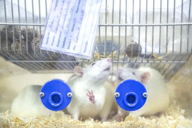 Biotério do Centro de Ciências Biológicas e da Saúde (CCBS), CAMPUS II da Universidade do Estado do Pará (Uepa).

FOTO: NAILANA THIELY
DATA: 12.04.19
BELÉM-PARÁ <div class='credito_fotos'>Foto: Nailana Thiely / Ascom Uepa   |   <a href='/midias/2019/originais/933acdf0-e6c8-453f-b6d7-05666764e2bc.jpg' download><i class='fa-solid fa-download'></i> Download</a></div>