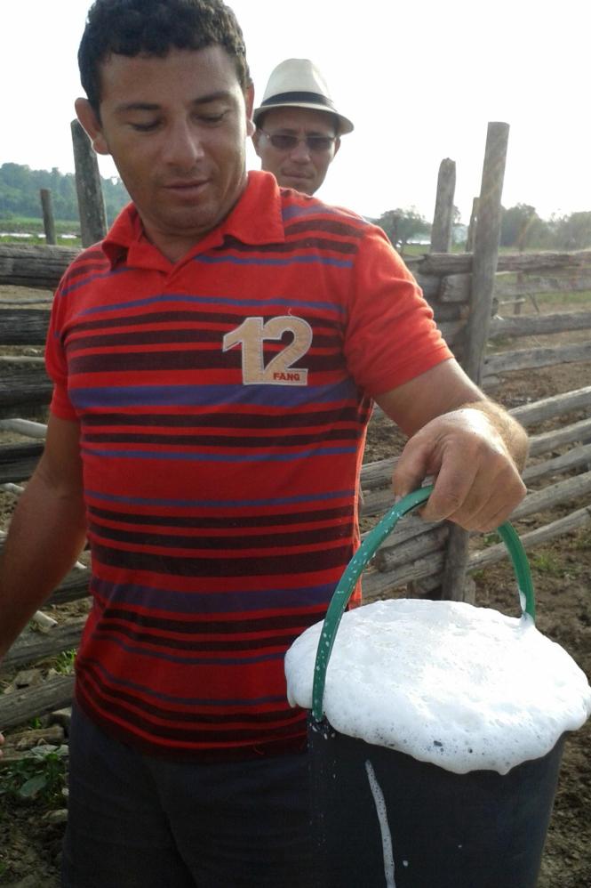 Com projeto do escritório local da Empresa de Assistência Técnica e Extensão Rural do Estado do Pará (Emater) e liberação do Banco do Brasil (BB), o pecuarista Antônio Araújo, da comunidade Santa Maria do Cujuba, em Gurupá, no Marajó, que produz queijo de búfala, recebeu, na quarta-feira (2), R$ 162 mil de crédito rural da linha Mais Alimentos do Programa Nacional de Fortalecimento da Agricultura Familiar (Pronaf) para aumentar o rebanho.. 

FOTO: ASCOM EMATER
DATA: 04.01.2018
GURUPÁ - PARÁ <div class='credito_fotos'>Foto: ASCOM EMATER   |   <a href='/midias/2019/originais/94ee530d-b73a-415f-be76-38ec5dc7d263.jpg' download><i class='fa-solid fa-download'></i> Download</a></div>