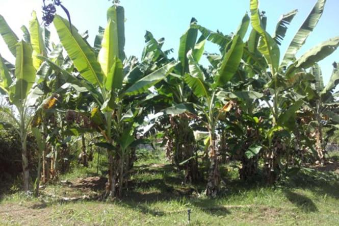 Sem Descrição <div class='credito_fotos'>Foto: Divulgação   |   <a href='/midias/2019/originais/9c92156d-25e7-4e08-aaeb-11b96e7998c1.jpg' download><i class='fa-solid fa-download'></i> Download</a></div>