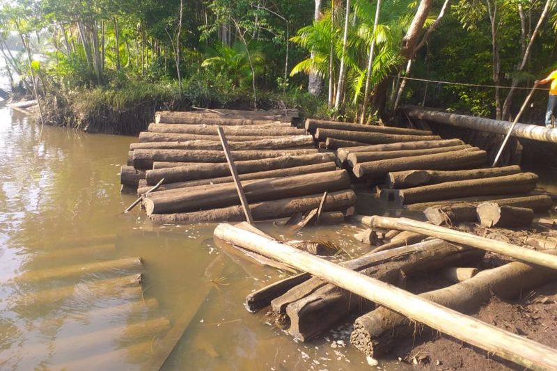 A Polícia Civil do Pará deflagrou uma operação de combate ao desmatamento ilegal na zona rural de Muaná, na Ilha do Marajó. Três pessoas, que estavam responsáveis por uma serraria clandestina, foram detidas. No local foram apreendidas mais de 500 toras de madeira. <div class='credito_fotos'>Foto: Ascom Polícia Civil   |   <a href='/midias/2019/originais/Copia(01)_5429_whatsappimage2019-09-11at18.40.581.jpg' download><i class='fa-solid fa-download'></i> Download</a></div>