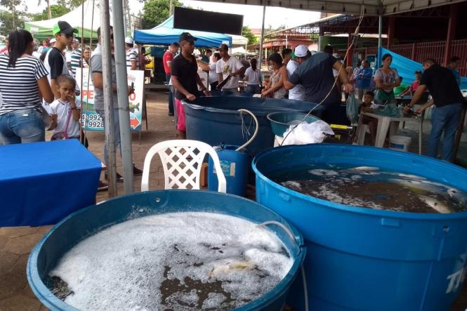 Os preços que serão praticados na Feira do Pescado deste ano estão até 60% mais baixos que os valores do produto nas outras feiras e supermercados de Belém. A tabela foi elaborada pelos técnicos da Secretaria Estadual de Desenvolvimento Agropecuário e da Pesca (Sedap), junto com as empresas fornecedoras e produtores.

FOTO0: ARQUIVO / AGÊNCIA PARÁ
DATA: 10.04.2019
BELÉM - PA <div class='credito_fotos'>Foto: ASCOM / SEDAP   |   <a href='/midias/2019/originais/a0a0f1fe-2022-461d-8f30-8c1c828fd62a.jpg' download><i class='fa-solid fa-download'></i> Download</a></div>