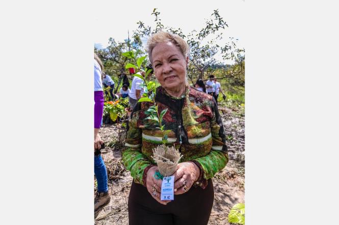 Trezentas e cinquenta mudas de árvores foram plantadas, na manhã desta sexta-feira (29), no Parque Estadual do Utinga, durante mais uma atividade da programação da Semana da Festa Anual das Árvores, iniciada no último dia 25. O evento é promovido pelo Instituto de Desenvolvimento Florestal e da Biodiversidade do Estado do Pará (Ideflor-BIO) e conta também com palestras e trilhas ecológicas voltadas à educação e conscientização ambiental.
Na foto Glória Caputo.

FOTO: MAYCON NUNES / AGÊNCIA PARÁ
DATA: 29.03.2019
BELÉM - PA <div class='credito_fotos'>Foto: Maycon Nunes / Ag. Pará   |   <a href='/midias/2019/originais/a72c277a-0204-4a52-a8d0-d6671741f04f.jpg' download><i class='fa-solid fa-download'></i> Download</a></div>