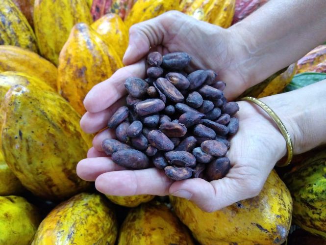  Festival de Chocolates, Flores e Joias da Amazônia será realizado em setembro no Hangar - Centro de Convenções da Amazônia, e contará a partir de 2019 com eventos satélites no Polo Joalheiro São José Liberto. A ideia é criar expectativa entre produtores e o público com a intensificação do envolvimento da população paraense e de turistas em relação ao evento.

FOTO : GUSTAVO CAPELLI / DIVULGAÇÃO
DATA: 05.05.2019
BELÉM - PARÁ <div class='credito_fotos'>Foto: Gustavo Capelli - Divulgação   |   <a href='/midias/2019/originais/a9ed4e6c-b20d-4870-ab5b-8832432e5cab.jpg' download><i class='fa-solid fa-download'></i> Download</a></div>