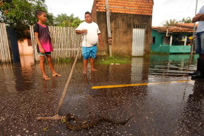 A Defesa Civil do Estado já está no município de São Domingos do Capim, no nordeste do Pará, que foi atingido por forte alagamento desde a última quinta-feira (21). 

FOTO: MAYCON NUNES / AGÊNCIA PARÁ
DATA: 23.03.2019
SÃO DOMINGOS DO CAPIM - PARÁ <div class='credito_fotos'>Foto: Maycon Nunes / Ag. Pará   |   <a href='/midias/2019/originais/c0ce341f-2ac6-43fb-b066-e49cca98c01e.jpg' download><i class='fa-solid fa-download'></i> Download</a></div>