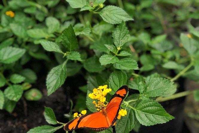 Fundado em 2005, o Parque Zoobotânico Mangal das Garças, chegou como um presente para a cidade, seus moradores e visitantes. Inaugurado no mesmo dia da fundação da cidade de Belém, 12 de janeiro, o Parque ao longo dos seus 14 anos oferece uma opção de contato com a fauna e flora amazônica no coração da cidade.Sem Descrição.

Foto: Ascom/OS Pará 2000
Data: 11.01.2019
Belém-Pa <div class='credito_fotos'>Foto: ASCOM OS PARÁ 2000   |   <a href='/midias/2019/originais/c274fda8-cc61-4a50-9afc-174b478d502f.jpg' download><i class='fa-solid fa-download'></i> Download</a></div>