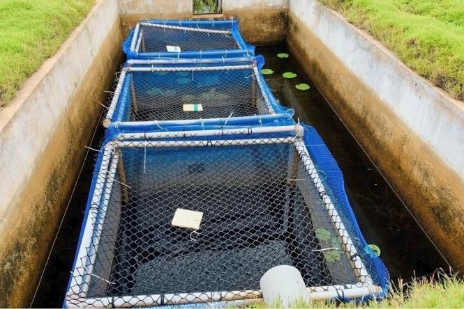 Com capacidade de produção para 4 milhões de alevinos e 12 milhões de pós-larva por ano, a Unidade Agropecuária Santa Rosa, Instalada em Santarém em 1991, é a única, dentre as 10 unidades do Estado, que ainda está em funcionamento, embora de forma extremamente precária, pois as atividades de produção, estão paralisadas há 9 meses.

FOTO: ASCOM/ CRGSP
DATA: 16.02.2019

 <div class='credito_fotos'>Foto: ASCOM / CRGSP   |   <a href='/midias/2019/originais/c9626a98-48e8-4727-a53e-11f4506fc20c.jpg' download><i class='fa-solid fa-download'></i> Download</a></div>