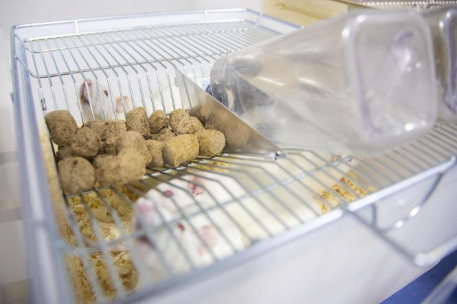 Biotério do Centro de Ciências Biológicas e da Saúde (CCBS), CAMPUS II da Universidade do Estado do Pará (Uepa).

FOTO: NAILANA THIELY
DATA: 12.04.19
BELÉM-PARÁ <div class='credito_fotos'>Foto: Nailana Thiely / Ascom Uepa   |   <a href='/midias/2019/originais/d257d674-7fbf-4b6b-ba29-a18a7145e4d7.jpg' download><i class='fa-solid fa-download'></i> Download</a></div>