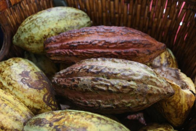 Empresas paraenses do setor do cacau que estão participando do "Chocolat São Paulo 2019", em São Paulo, lançaram novos produtos no evento que vai até amanhã (14). A aposta dos empresários é aproveitar o espaço para divulgar a variedade de amêndoas e chocolates que são produzidos no Pará.
FOTO: ASCOM / SEMAS
DATA: 13.04.2019
SÃO PAULO - SP <div class='credito_fotos'>Foto: ASCOM SEMAS   |   <a href='/midias/2019/originais/dd99e32c-a2ec-43e2-8827-94257ab7bc52.jpg' download><i class='fa-solid fa-download'></i> Download</a></div>