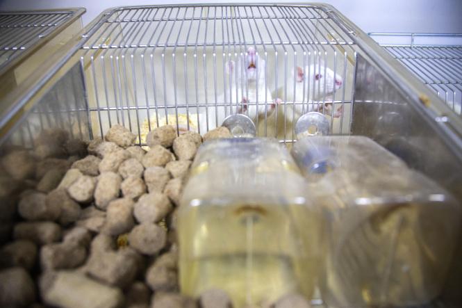 Biotério do Centro de Ciências Biológicas e da Saúde (CCBS), CAMPUS II da Universidade do Estado do Pará (Uepa).

FOTO: NAILANA THIELY
DATA: 12.04.19
BELÉM-PARÁ <div class='credito_fotos'>Foto: Nailana Thiely / Ascom Uepa   |   <a href='/midias/2019/originais/fd5e80e5-463a-453b-8092-7d2f189edc96.jpg' download><i class='fa-solid fa-download'></i> Download</a></div>