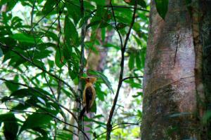 notícia: Observação de pássaros é tema de curso no Parque do Utinga