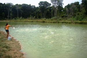 notícia: Criação de peixes em Gurupá deve chegar a 180 toneladas até final de abril