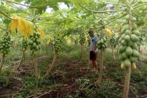 galeria: Emater incentiva produção de mamão em Gurupá