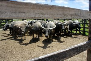 notícia: Pará deverá ser área livre de febre aftosa sem vacinação