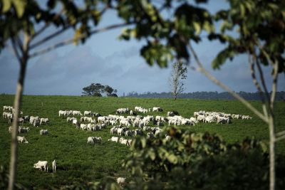 notícia: Crédito de R$ 1 milhão deve duplicar produção e renda em Canaã dos Carajás