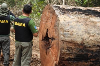 galeria: Polícia Civil deflagra operação e descobre destino de madeiras ilegalmente extraídas