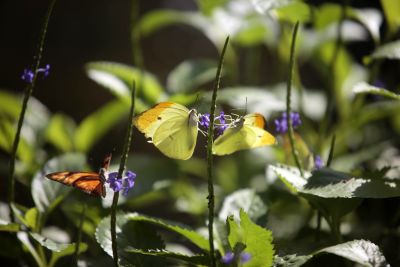 galeria: Borboletário é opção de lazer para os amantes da natureza