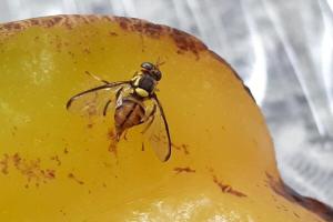 notícia: Adepará realiza ação educativa nos portos para conscientizar população sobre a Mosca da Carambola