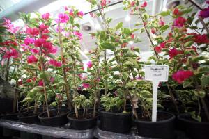 notícia: Floricultores participam do planejamento do setor para 2019