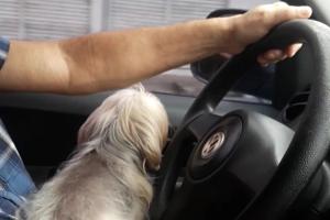 notícia: Detran orienta sobre o transporte adequado de animais em veículos