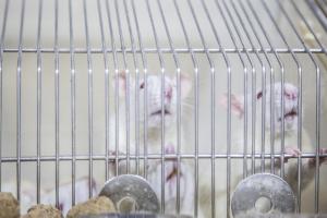 galeria: Pesquisa científica abrange desafios éticos no uso de animais