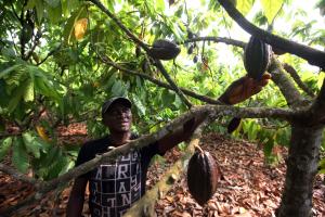 notícia: Emater e Banco da Amazônia têm meta de mais de R$ 300 milhões de crédito rural em 2019