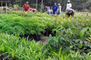 notícia: Ideflor-bio implantou 41 viveiros de mudas em municípios paraenses em 2018