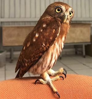 galeria: Mangal das Garças: 14 anos de conservação e educação ambiental