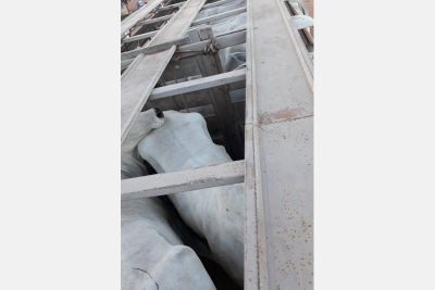 galeria: Sefa apreende 24 cabeças de gado no Itinga,  fronteira com o Maranhão