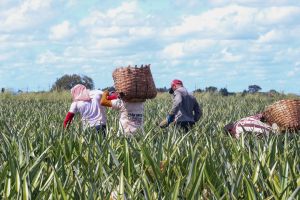 notícia: Emater em Mãe-do-Rio adapta atendimento para agricultores acima de 60 anos
