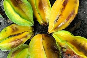 galeria: A mosca de 250 milhões de reais